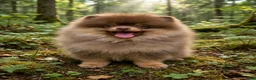 Pomeranian dogs for sale: Pomeranian 1 - Ad 2