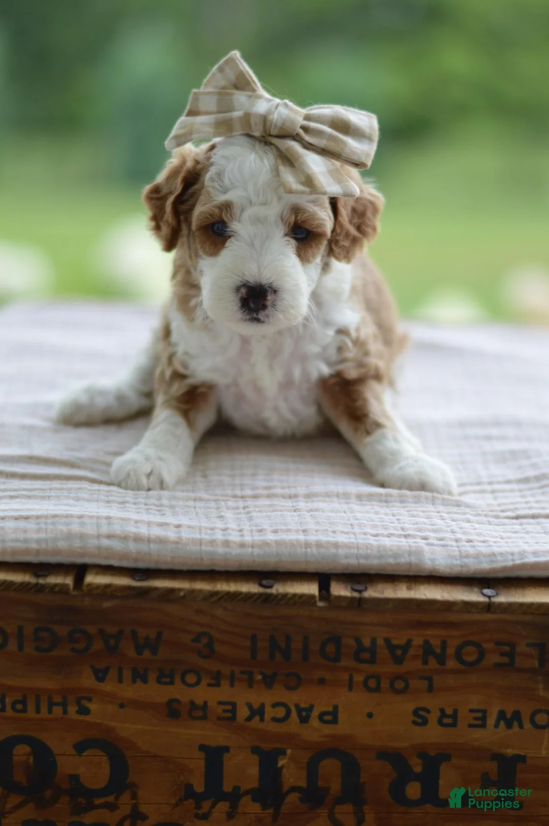 Mini Goldendoodle dogs for sale: February - Ad 2