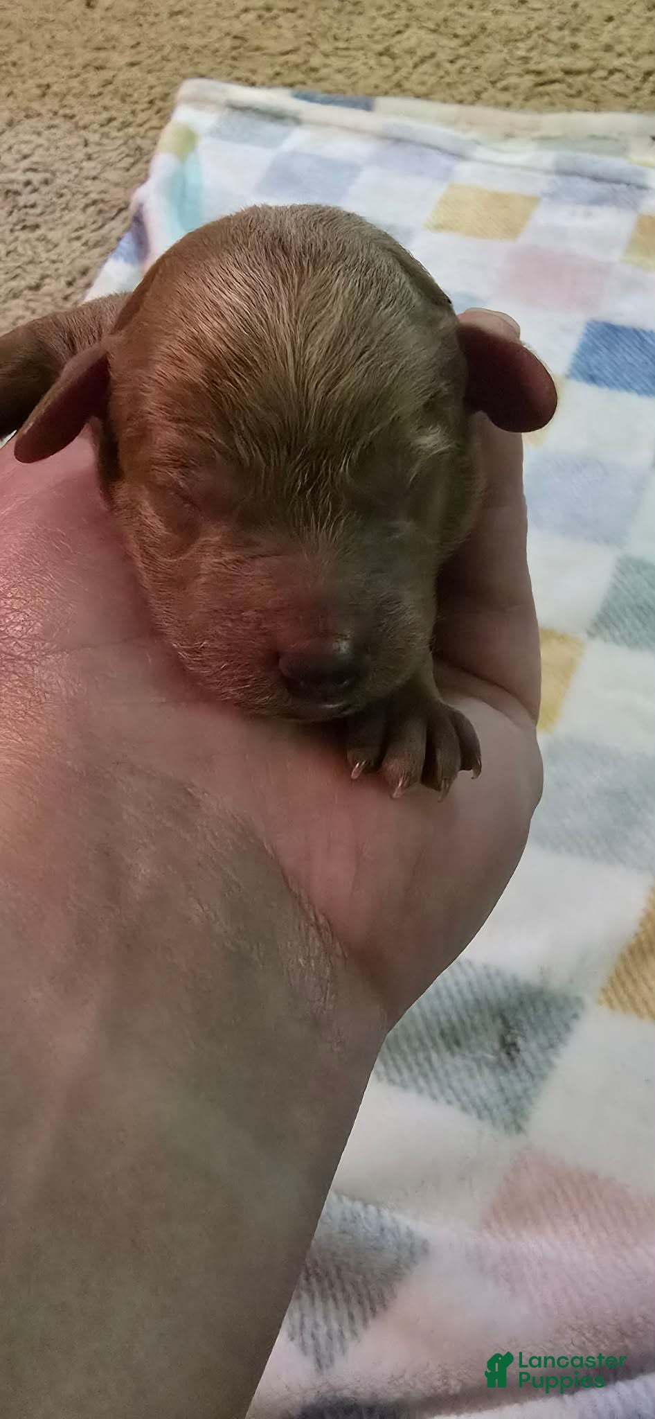 Mini Goldendoodle dogs for sale: bear (male) - Ad 2