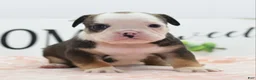 Mixed Breed dogs for sale: Queen - Ad 24