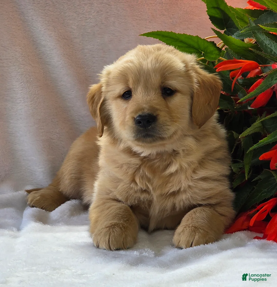 Golden Retriever dogs for sale: Sunny specail needs - Ad 2
