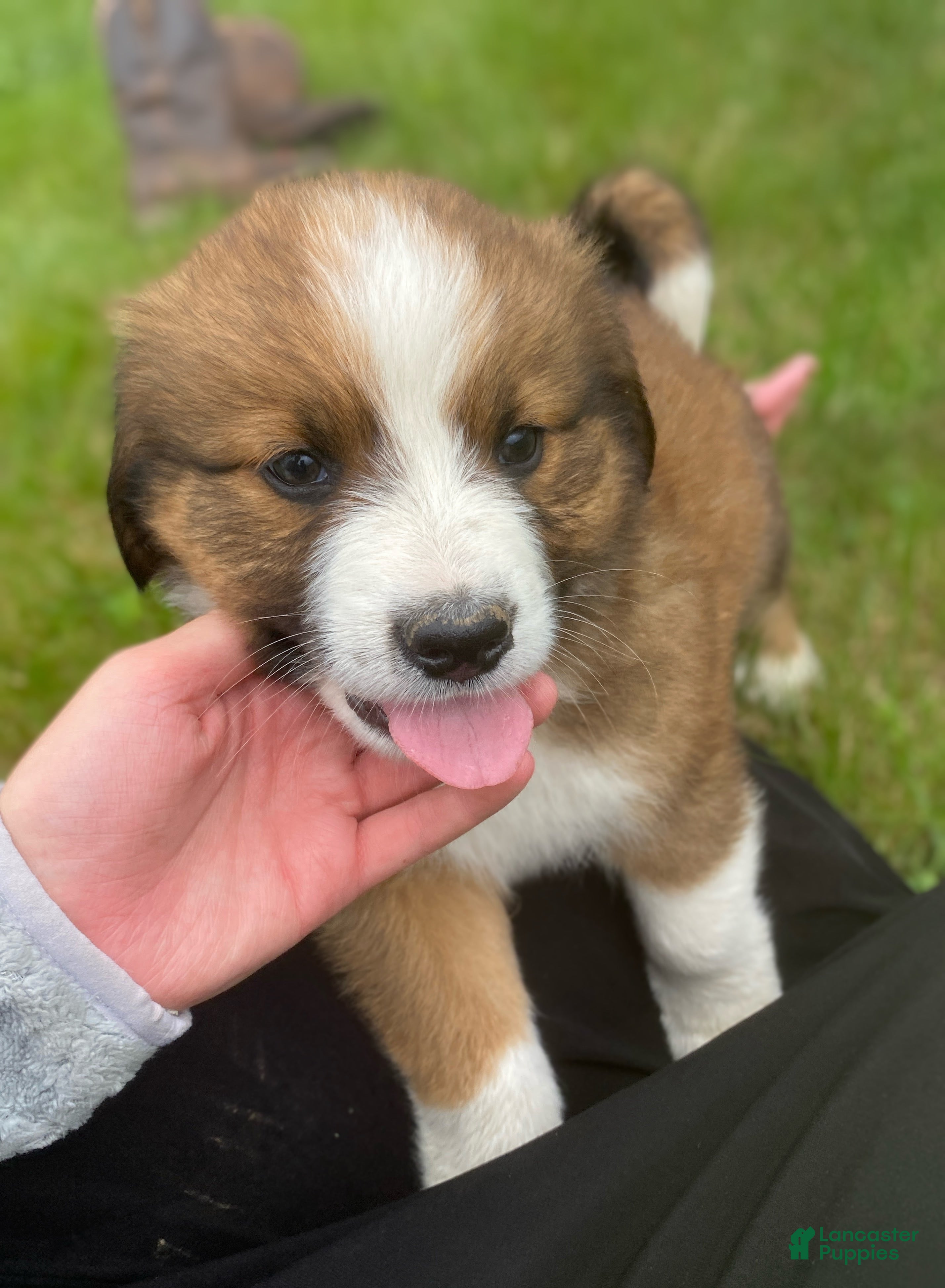 Mixed Breed dogs for sale: ♥️BABY BEAR♥️ - Ad 33