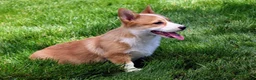 Welsh Corgi Pembroke dogs for sale: Olive(triple clear) AKC - Ad 6