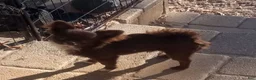Chihuahua dogs for sale: Little Joe - Ad 5