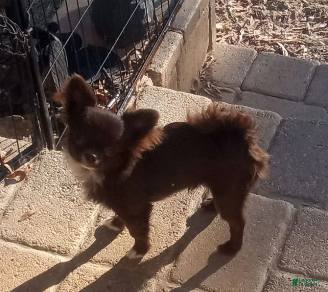 Chihuahua dogs for sale: Little Joe - Ad 5