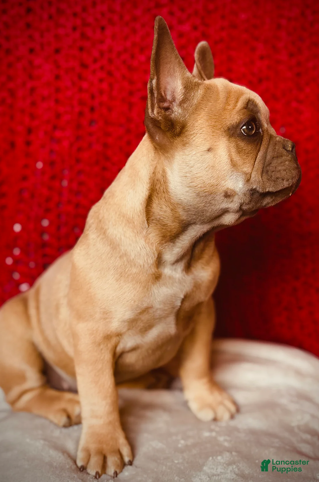 French Bulldog dogs for sale: Rosalita - Ad 6