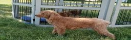 Miniature Poodle dogs for sale: Zoey - Ad 6