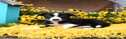 Border Collie dogs for sale: Bella   - Ad 3