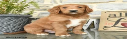 Goldendoodle dogs for sale: Jack  - Ad 3