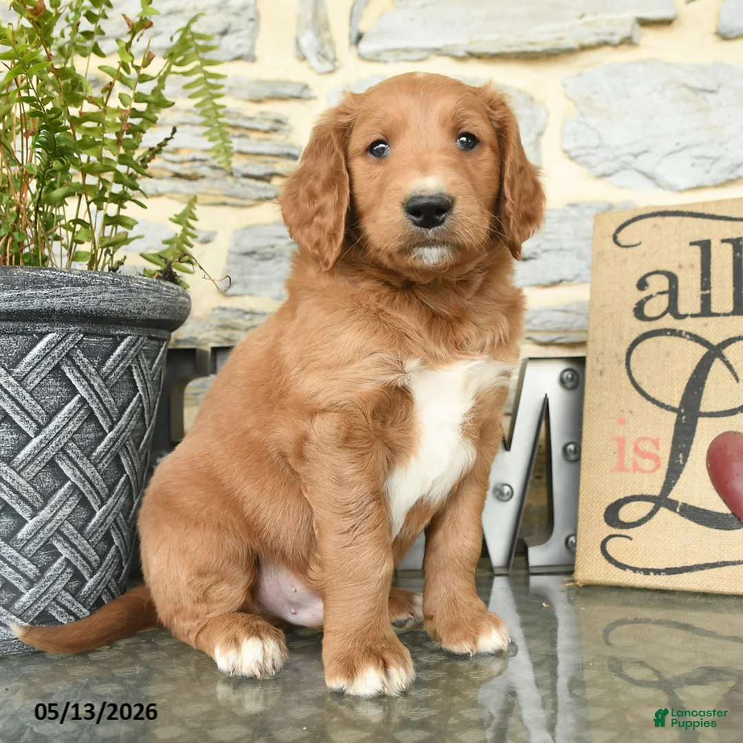 Goldendoodle dogs for sale: Jack  - Ad 3