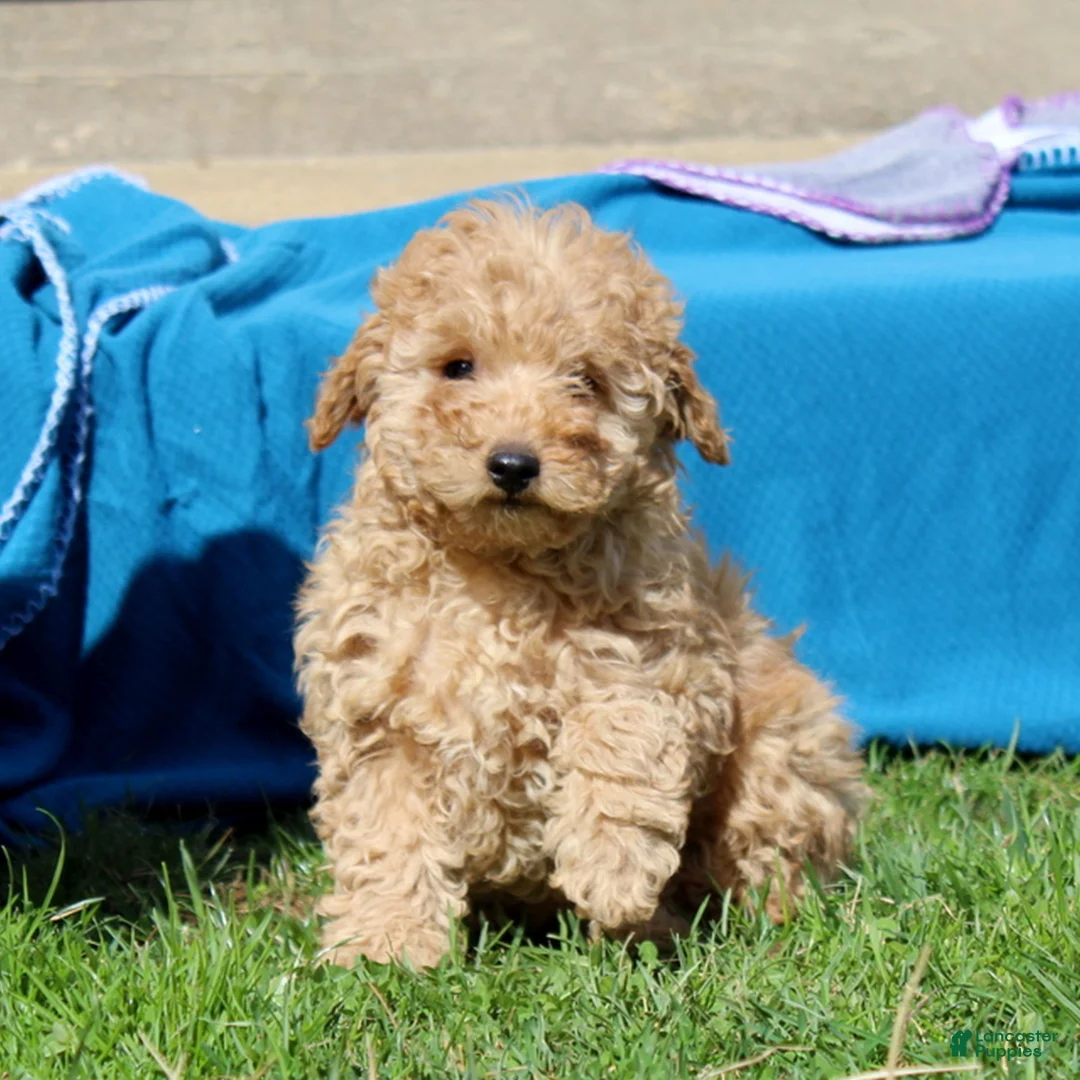 Mini Goldendoodle dogs for sale: Dixie  - Ad 2