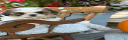 Shih Tzu dogs for sale: Shyla - Ad 10