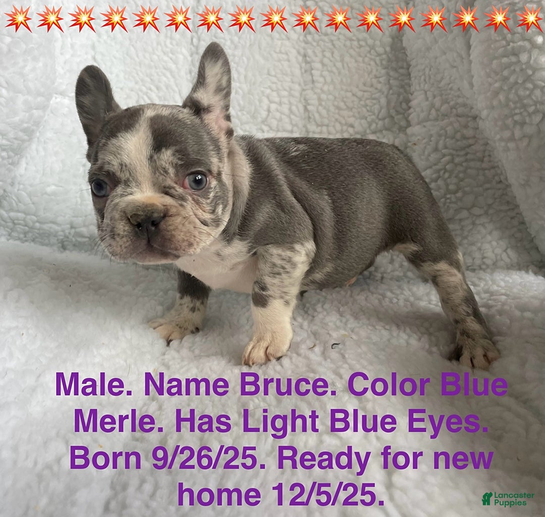 French Bulldog dogs for sale: Bruce - Ad 1