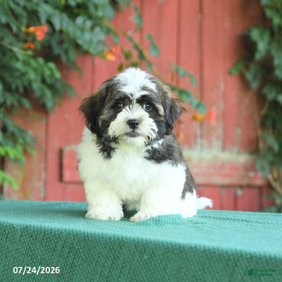 Malshi dogs Sweetie - Ad 1