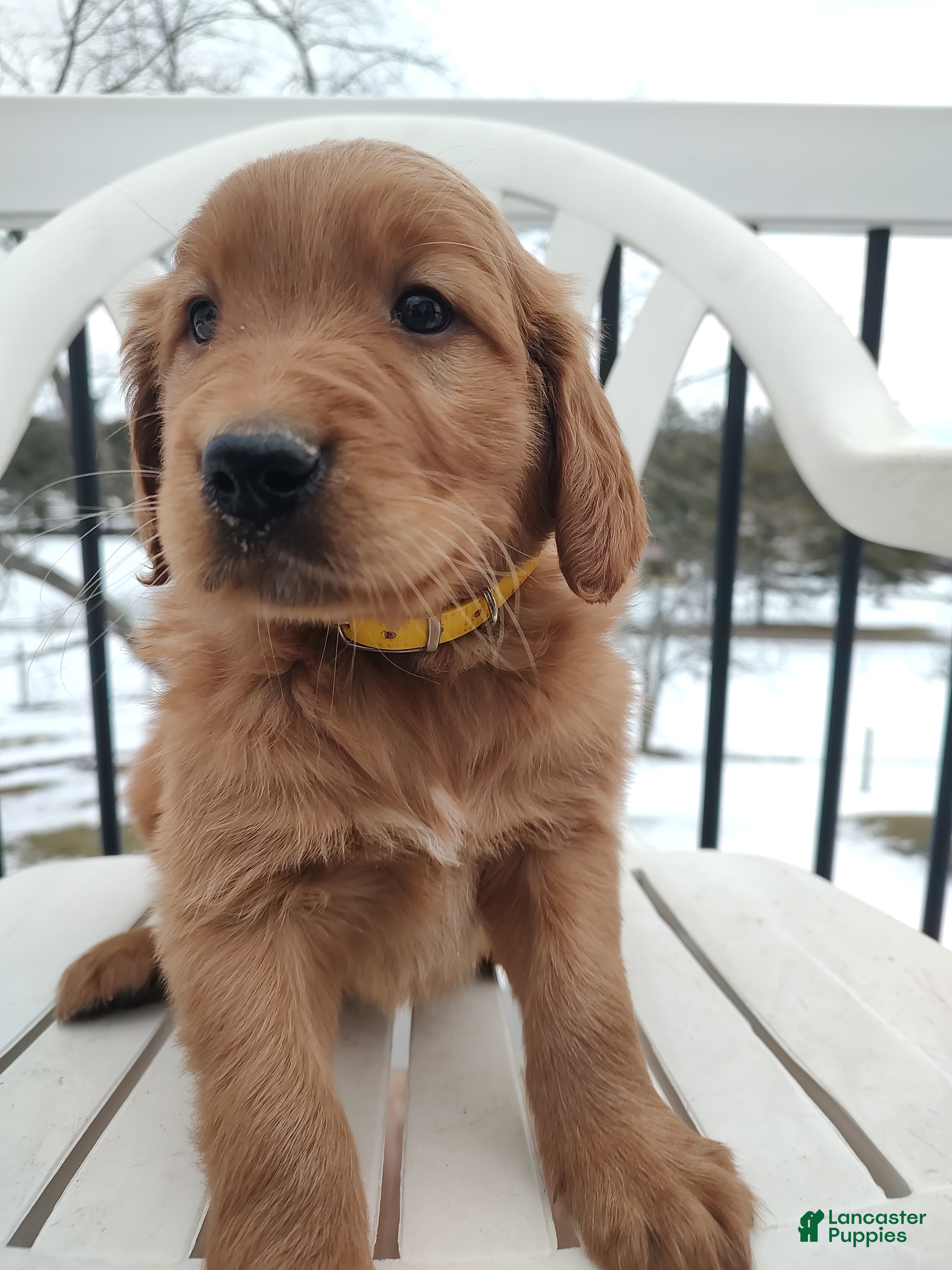 Mixed Breed dogs Buster  - Ad 26