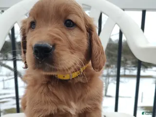 Mixed Breed dogs Buster - Ad 26