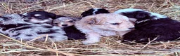 Mixed Breed dogs for sale: Matilda  - Ad 6