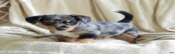 Mixed Breed dogs for sale: Orlando - Ad 6