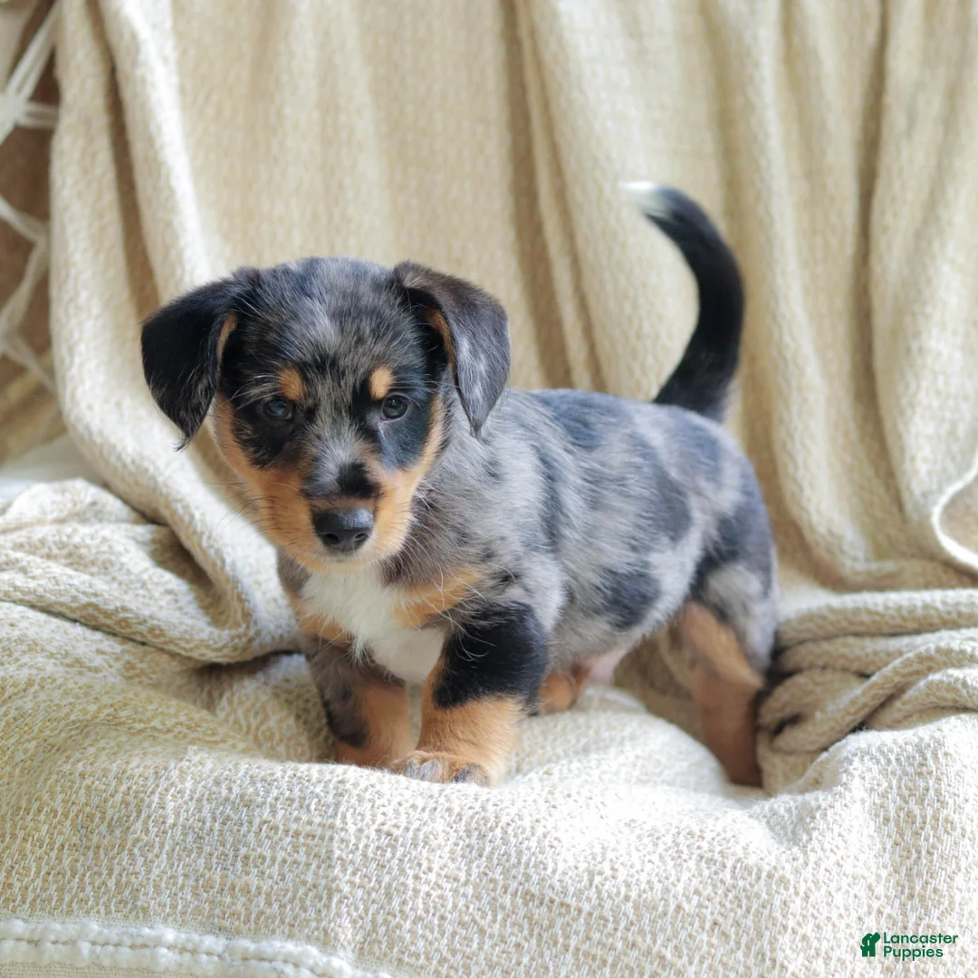 Mixed Breed dogs for sale: Orlando - Ad 6