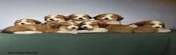 Mixed Breed dogs for sale: Chad - Ad 3