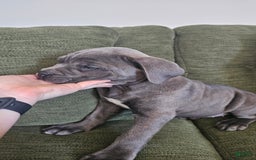 Mixed Breed dogs for sale: Clare - Image 13