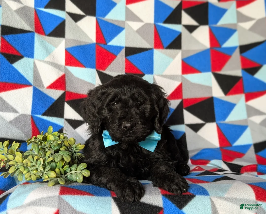 Goldendoodle dogs for sale: Davis Standard size Hypoallergenic - Ad 5
