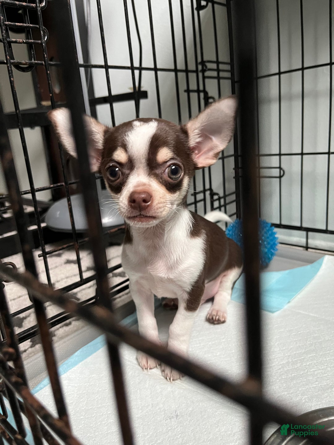 Chihuahua dogs for sale: Chihuahua Puppy 1 - Ad 3