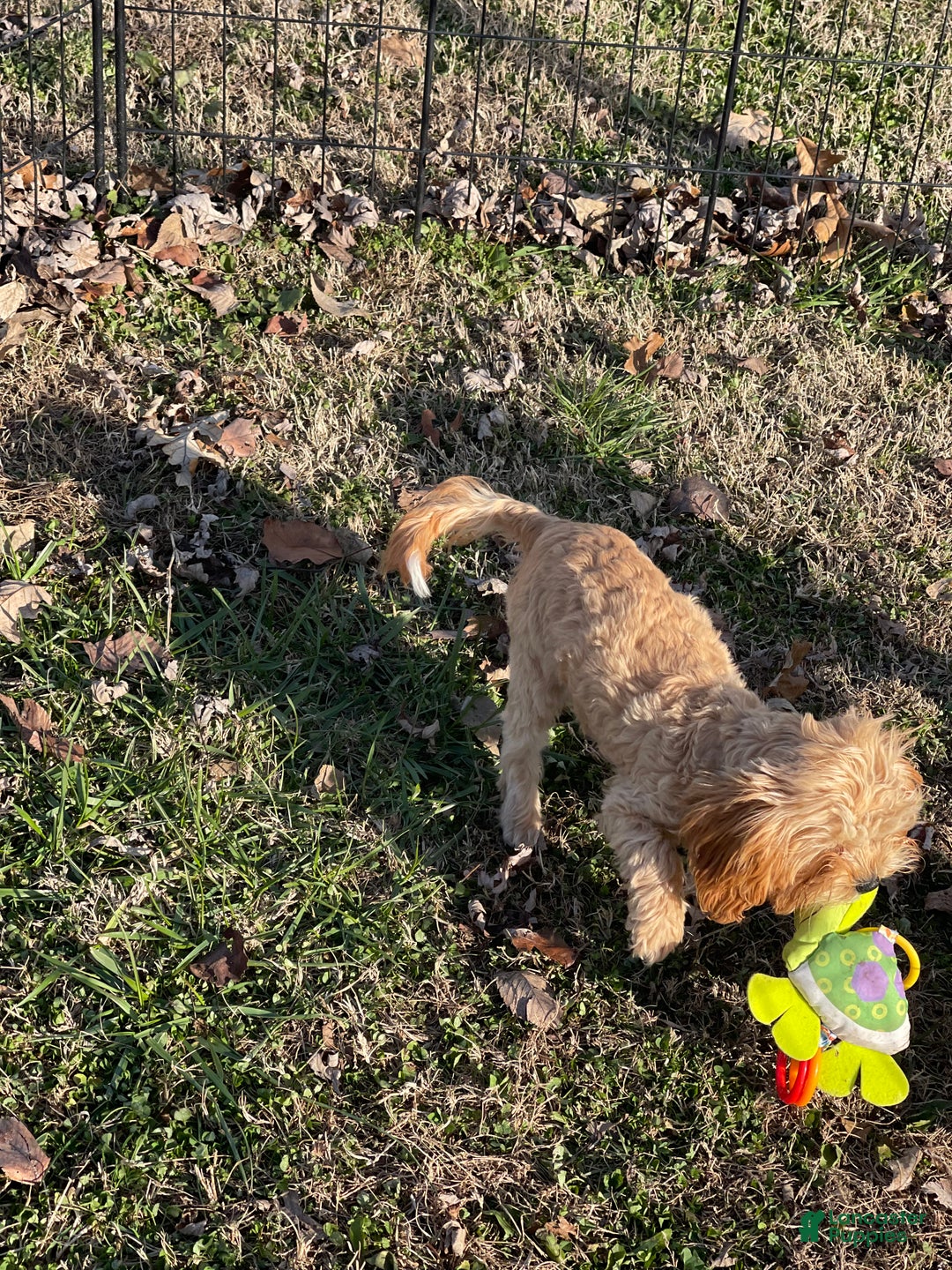 Cavapoo dogs for sale: Cavapoo Puppy 2 - Ad 3