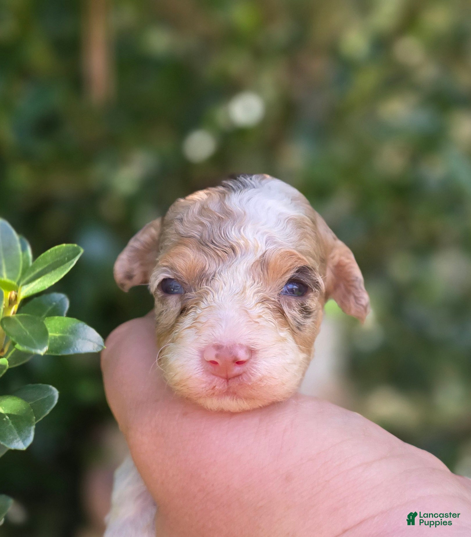 Maltipoo dogs Kiton - Ad 22