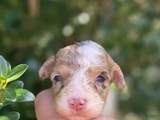 Maltipoo dogs Kiton - Ad 29