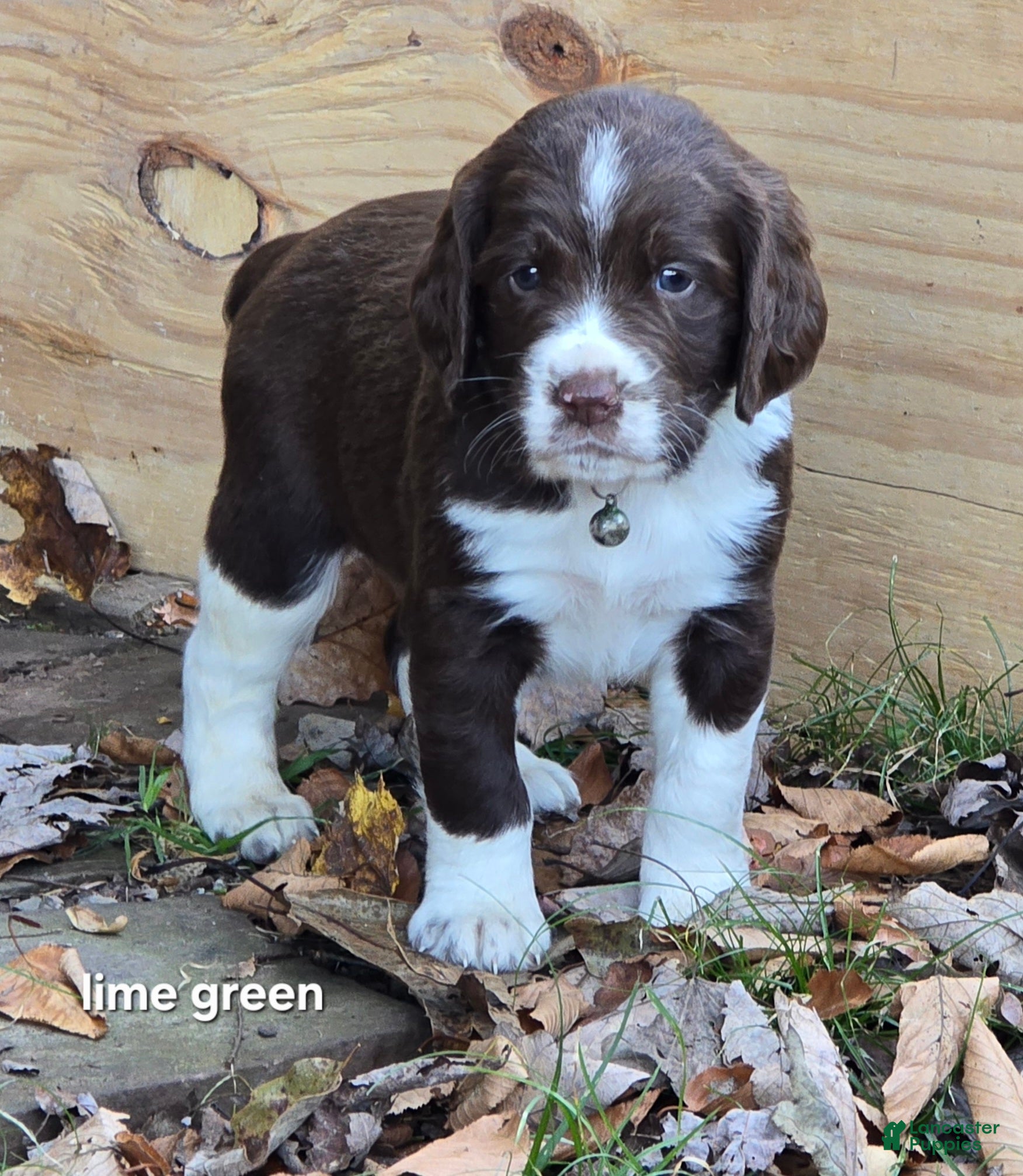 English Springer Spaniel dogs English Springer Spaniel lime green - Ad 6