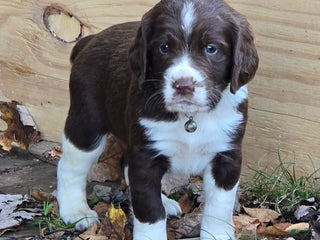 English Springer Spaniel dogs English Springer Spaniel lime green - Ad 31