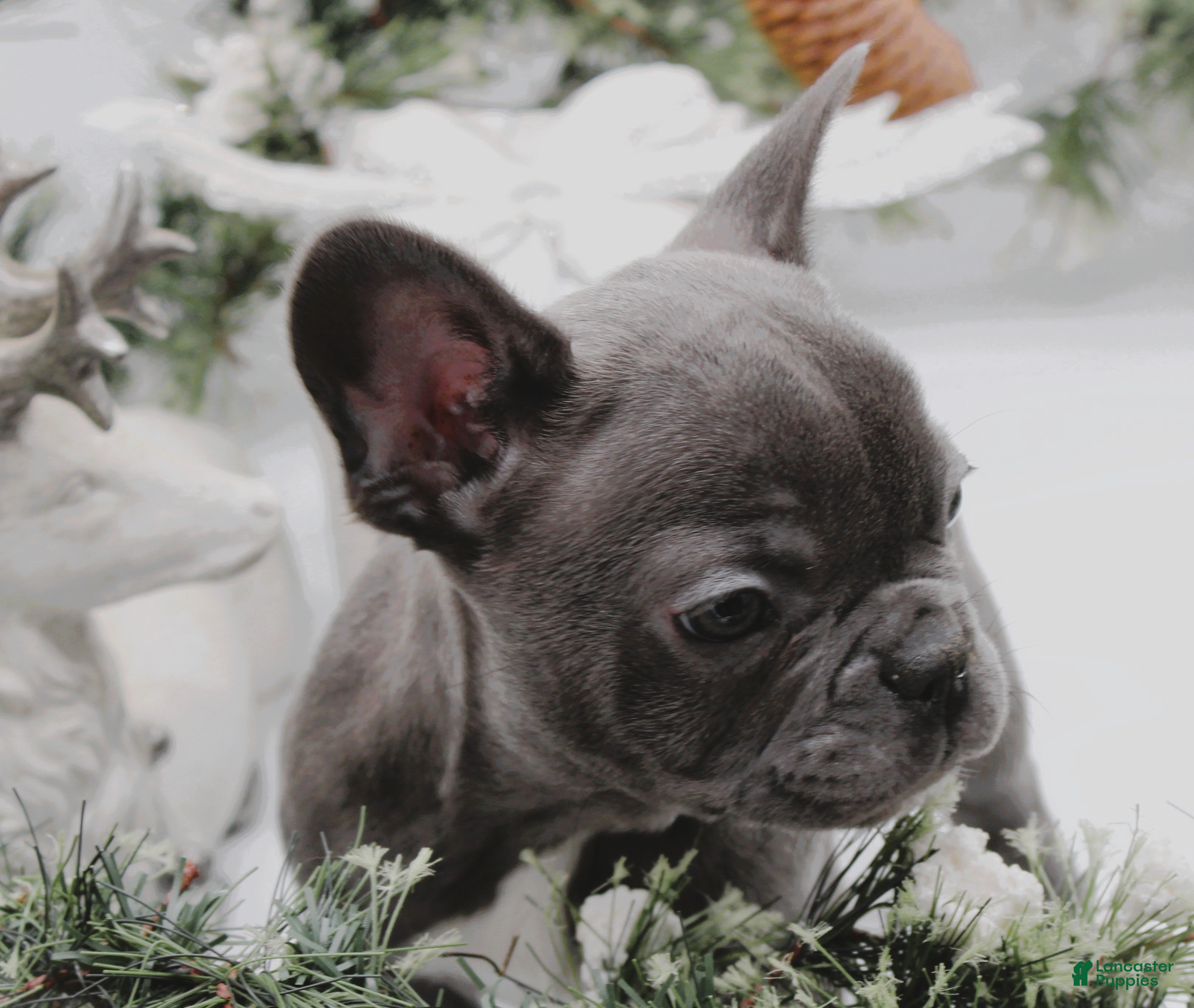 French Bulldog dogs French Bulldog Puppy 7 - Ad 39