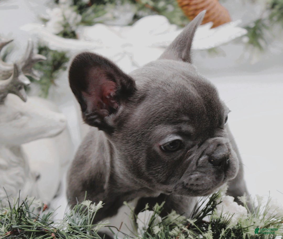 French Bulldog dogs for sale: French Bulldog Puppy 7 - Ad 1