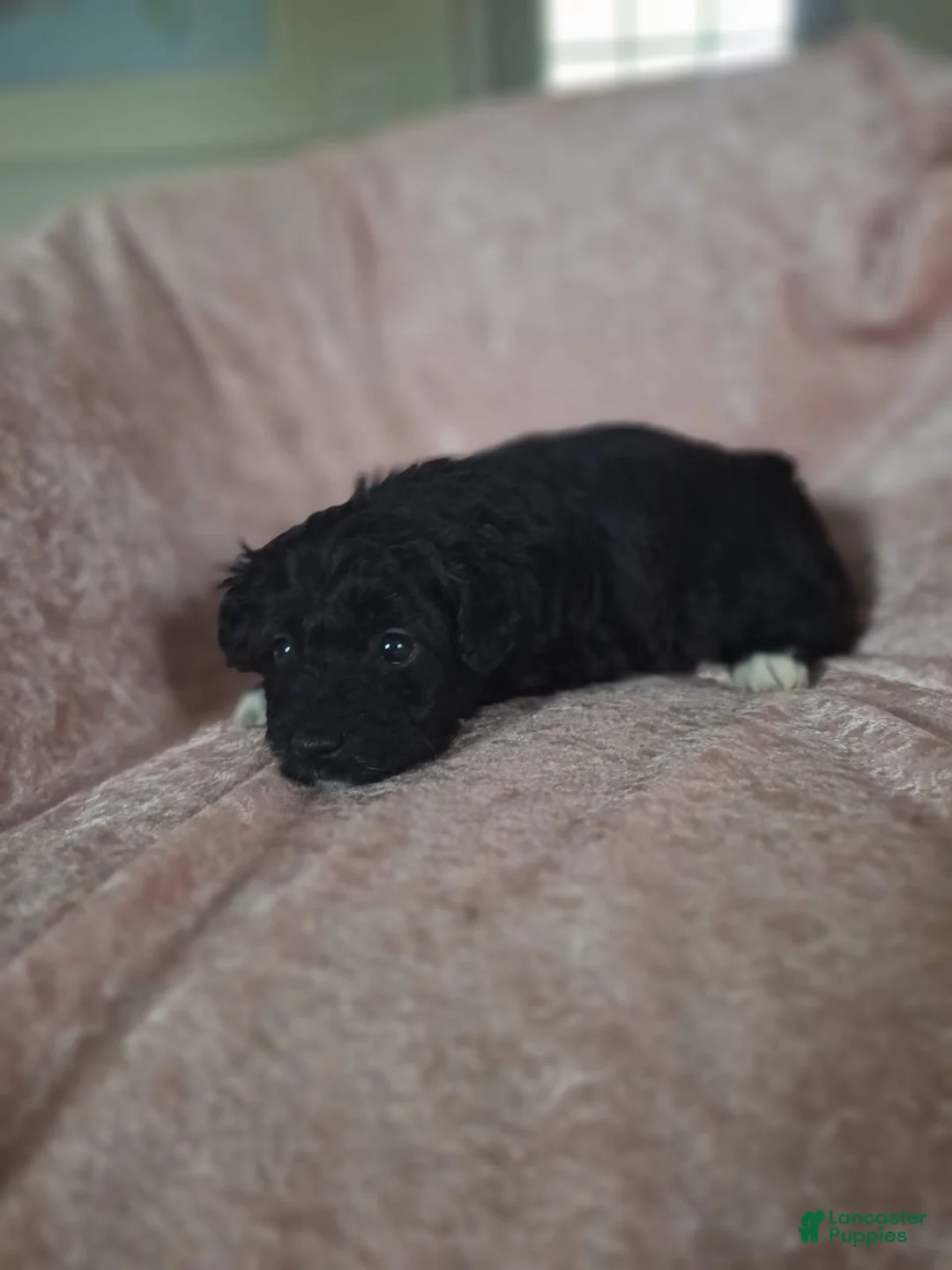 Mini Aussiedoodle dogs for sale: London - Ad 2
