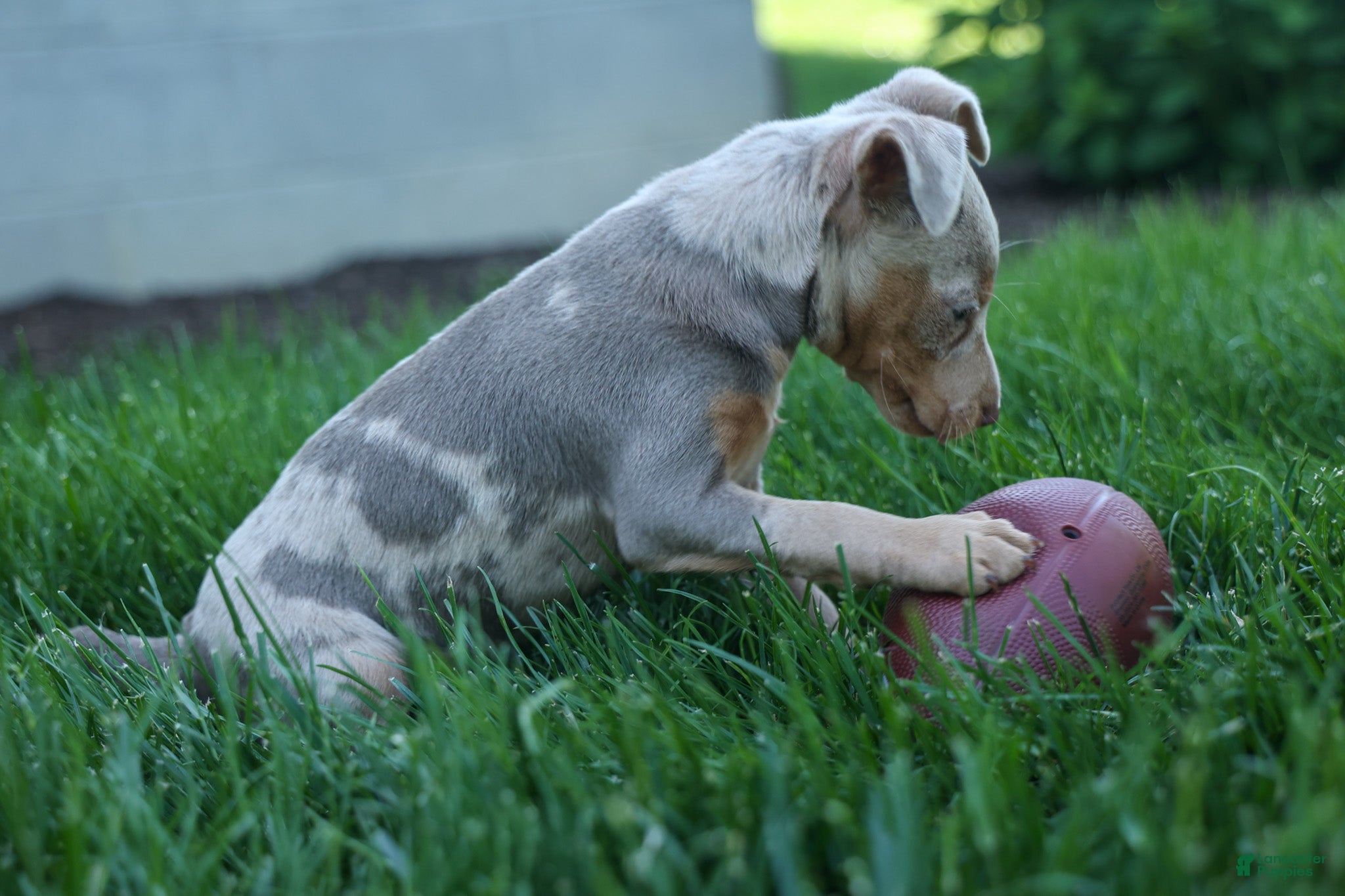 Miniature Pinscher dogs MOLLY - Ad 1