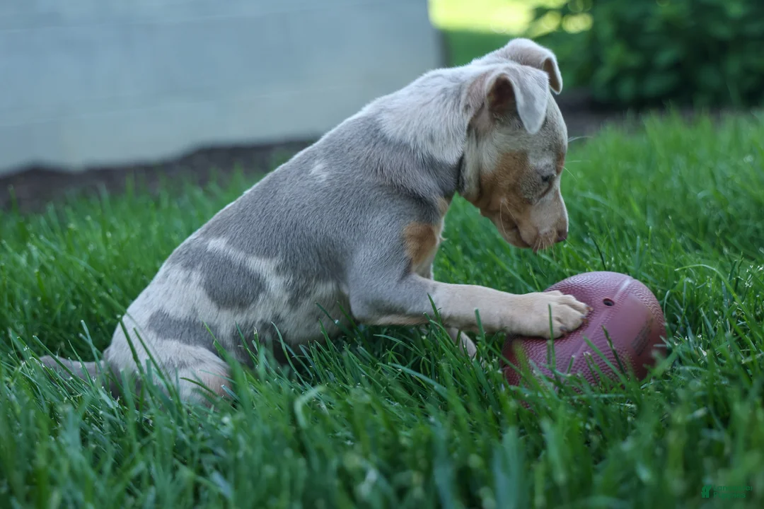 Miniature Pinscher dogs for sale: MOLLY - Ad 1