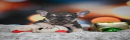 French Bulldog dogs for sale: Cameron - Ad 5
