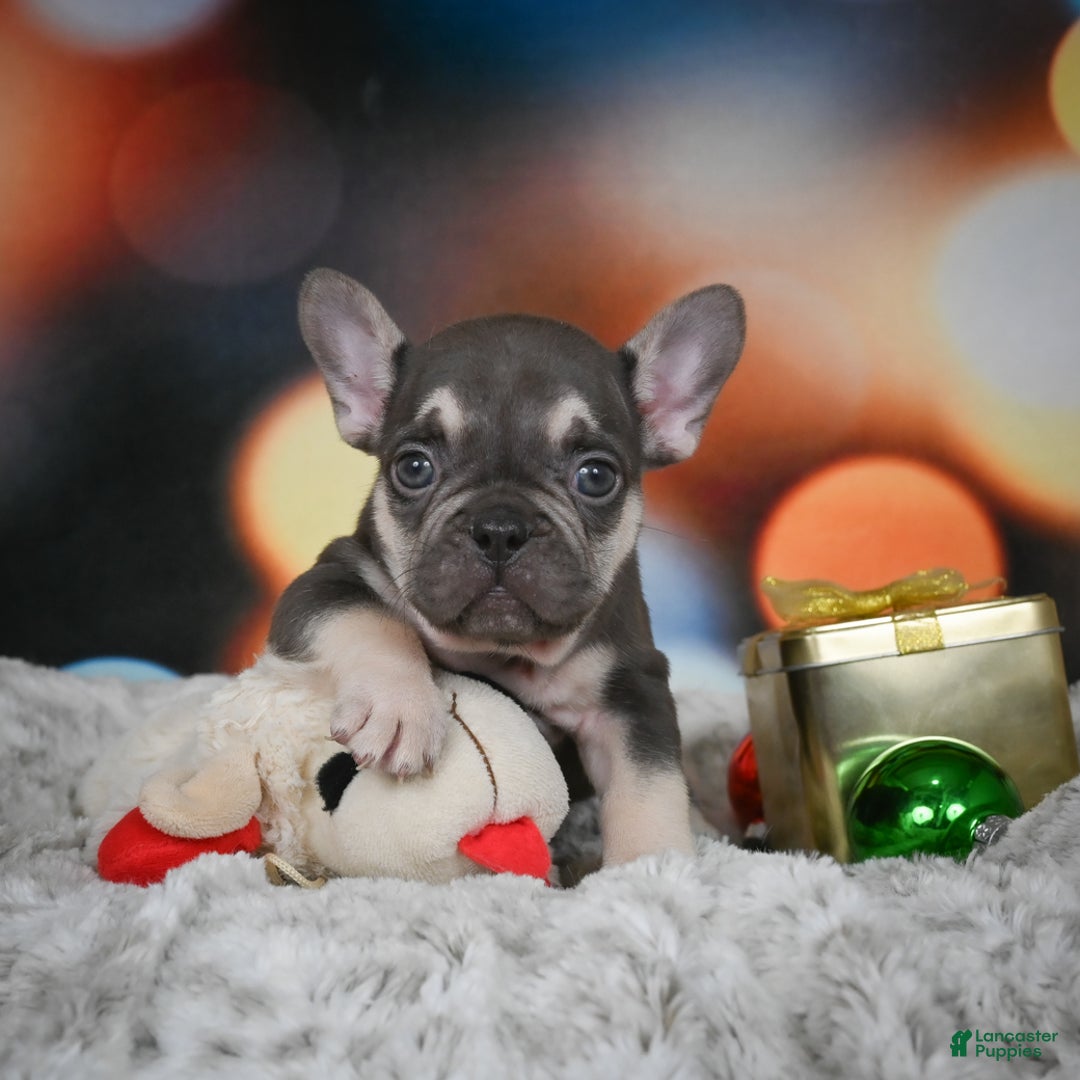 French Bulldog dogs for sale: Cameron - Ad 5