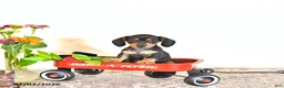 Miniature Dachshund dogs for sale: Dora - Ad 3