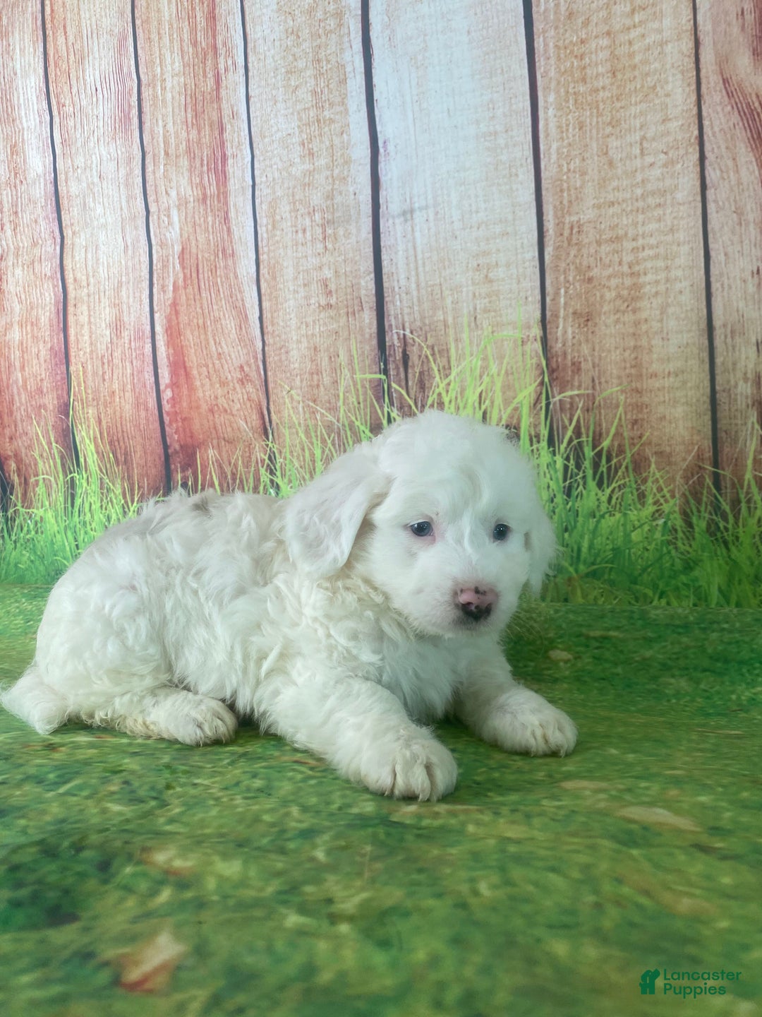 Mini Aussiedoodle dogs for sale: Gianna - Ad 6