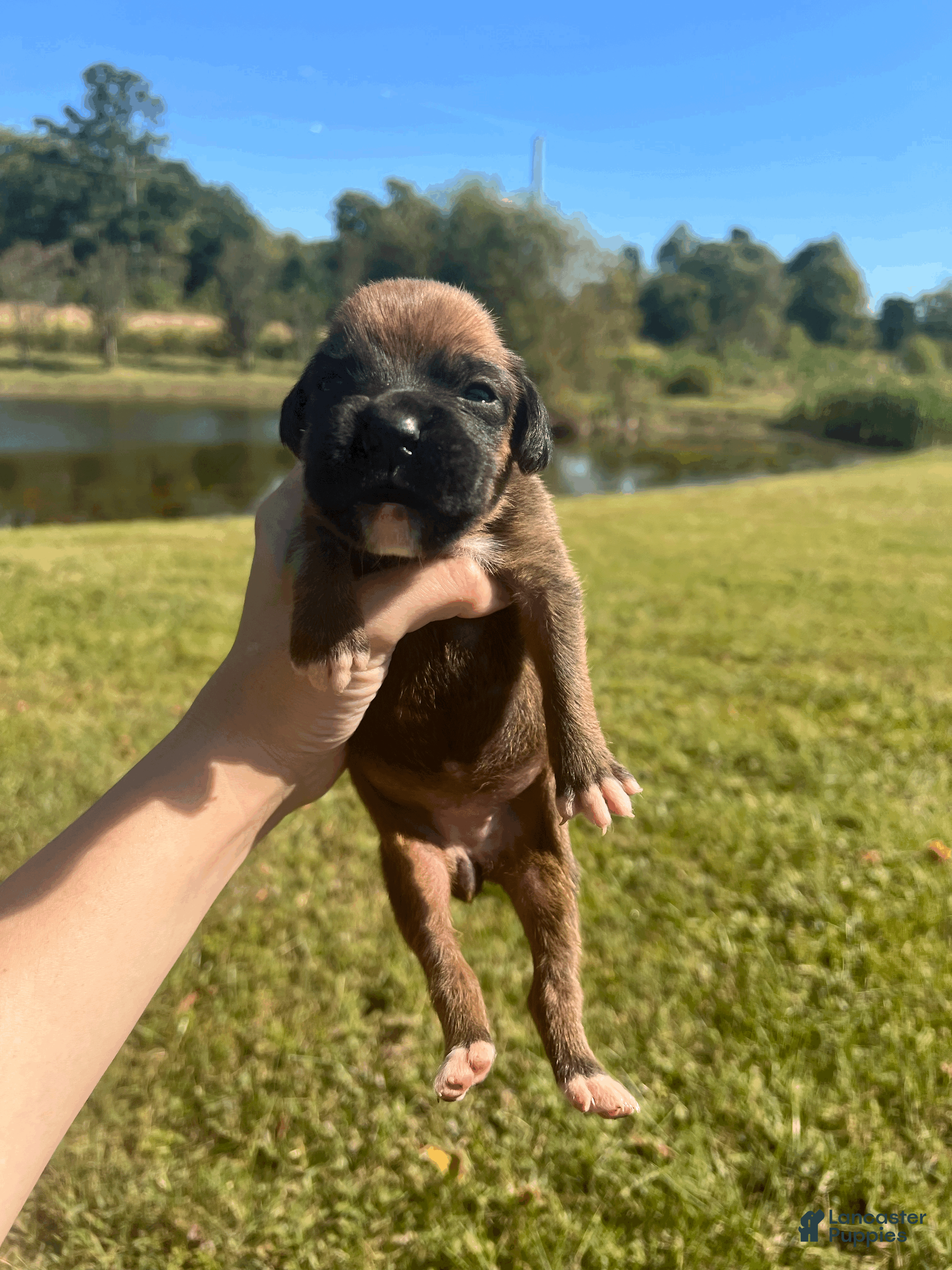 Boxer