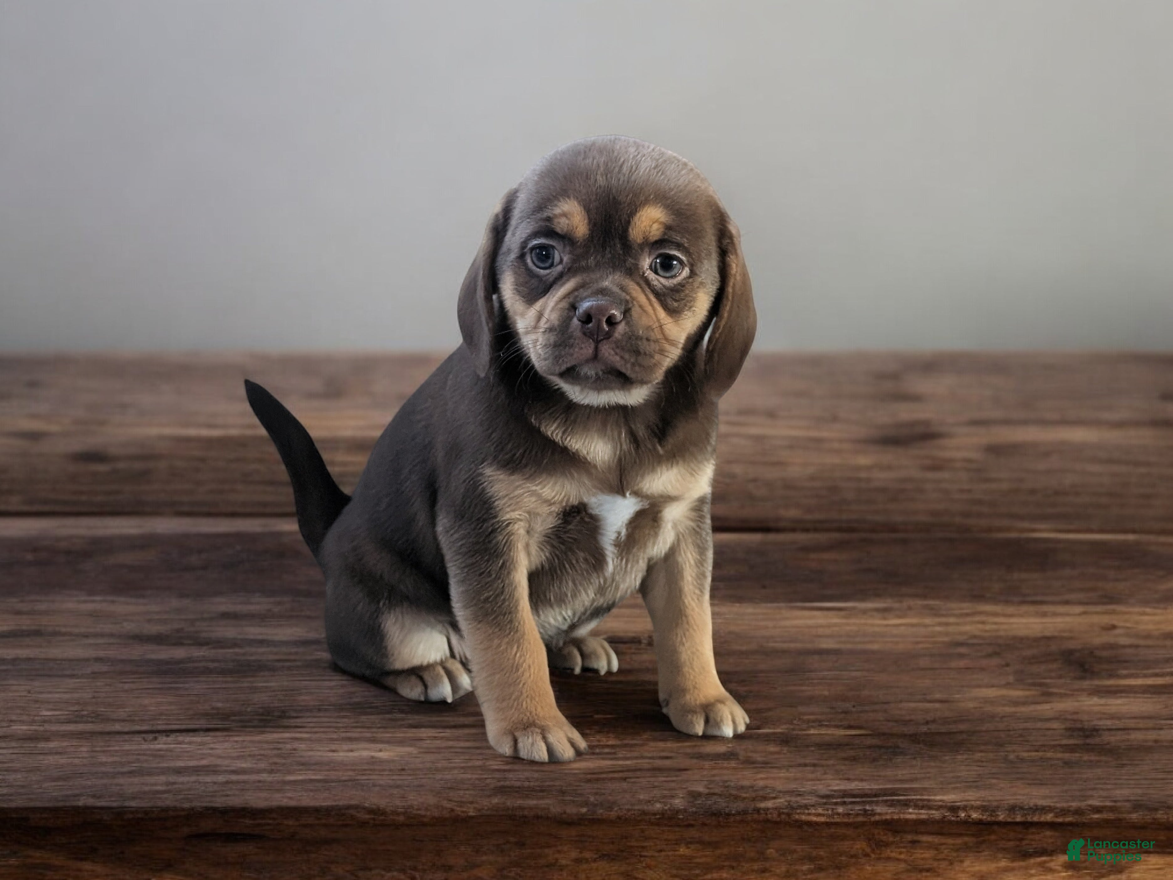 Puggle dogs Rolo - Ad 21