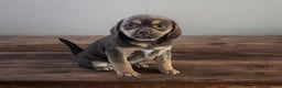 Puggle dogs for sale: Rolo - Ad 1