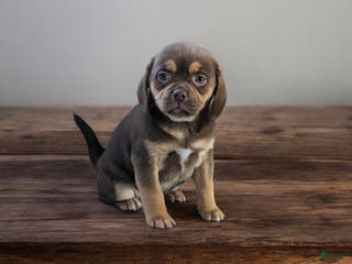 Puggle dogs Rolo - Ad 37