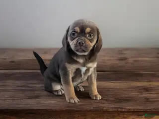 Puggle dogs Rolo - Ad 38