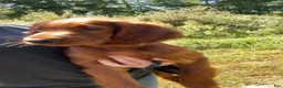 Irish Setter dogs for sale: Black collar - Ad 11