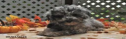 Miniature Poodle dogs for sale: Candy  - Ad 3
