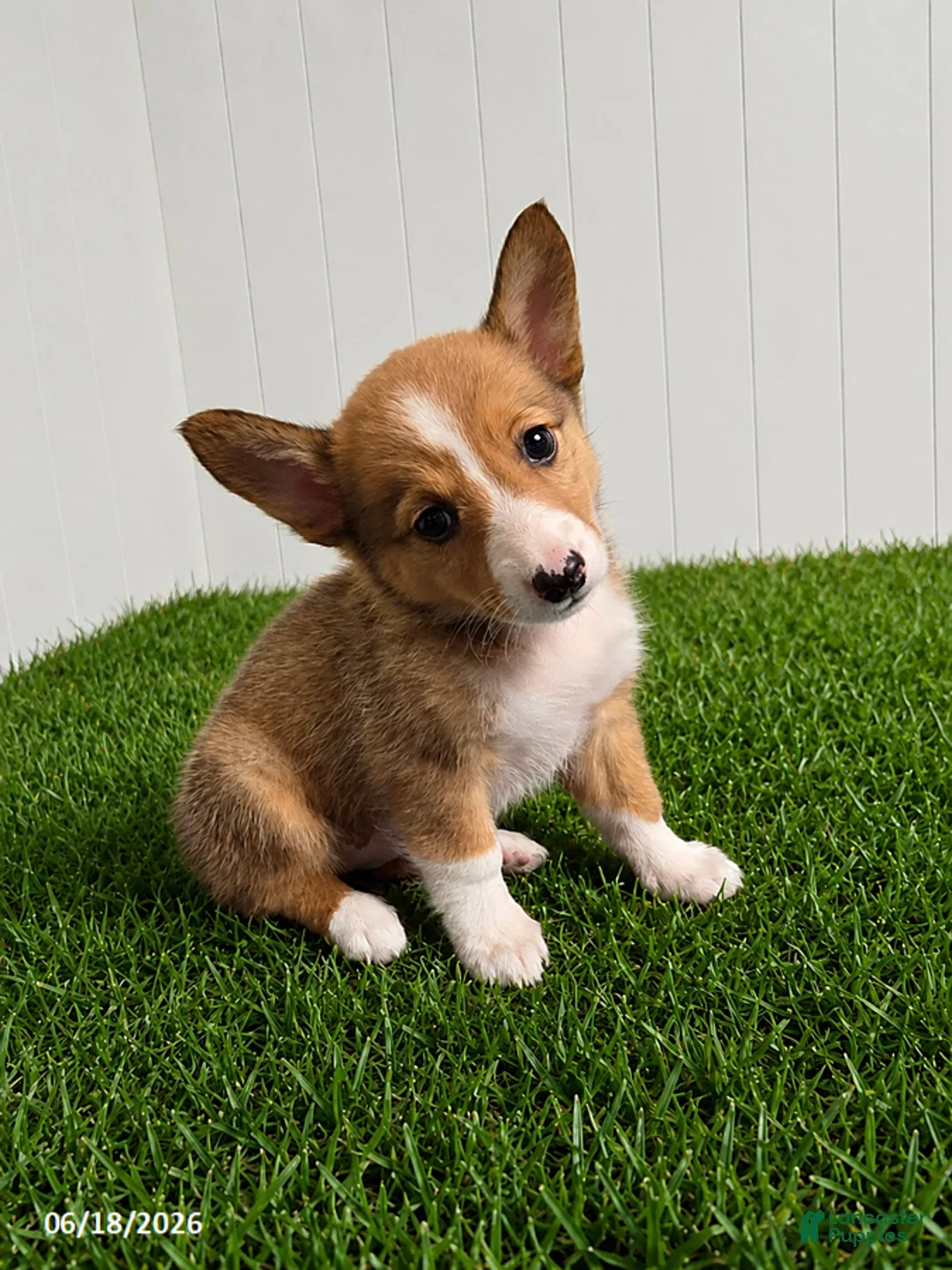 Mixed Breed dogs for sale: Peek a Boo - Ad 1