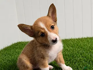 Mixed Breed dogs for sale: Peek a Boo - Ad 3
